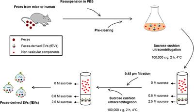 Sepsis-Like Systemic Inflammation Induced by Nano-Sized Extracellular Vesicles From Feces